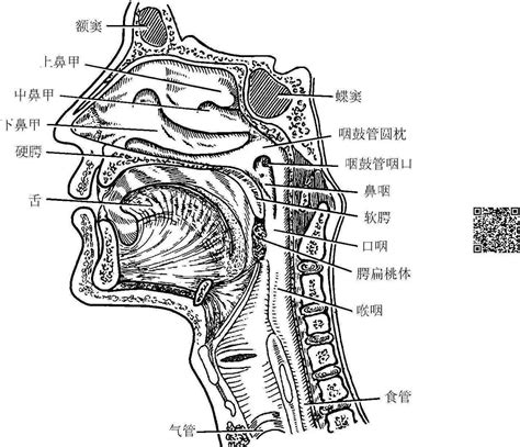 咽喉位置|咽喉